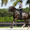 Saddle Pads LeMieux | Merino Loire Classic Dressage Square Walnut