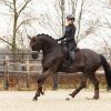 Saddle Pads LeMieux | Crystal Suede Dressage Square Brown