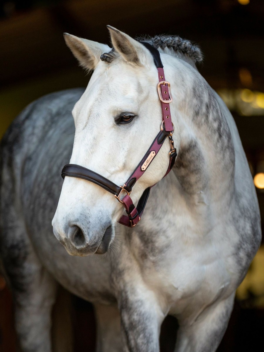 Horse LeMieux Leather Headcollars | Capella Headcollar Orchid