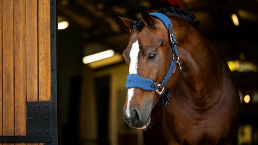 Horse LeMieux Vogue Headcollars | Vogue Headcollar & Leadrope Atlantic