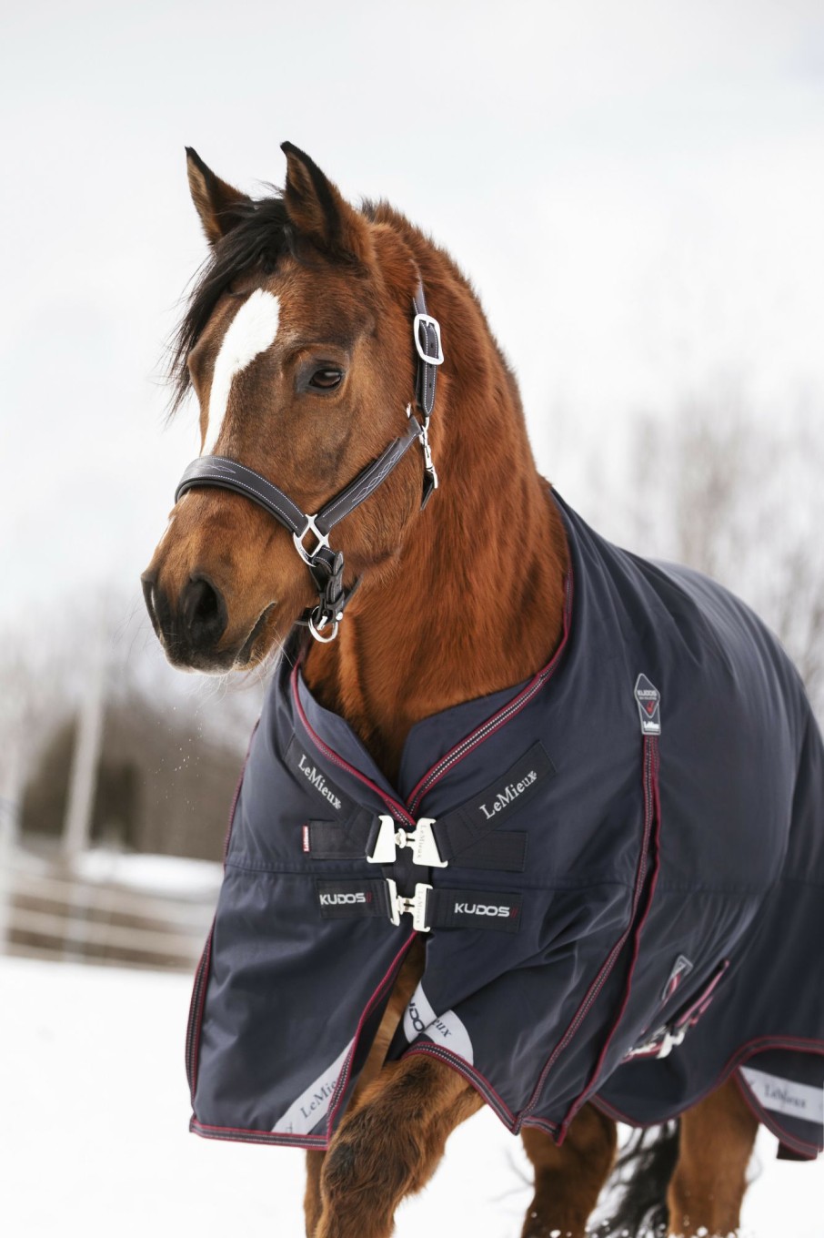 Horse LeMieux Turnout Rugs | Kudos Turnout Rug 200G Navy