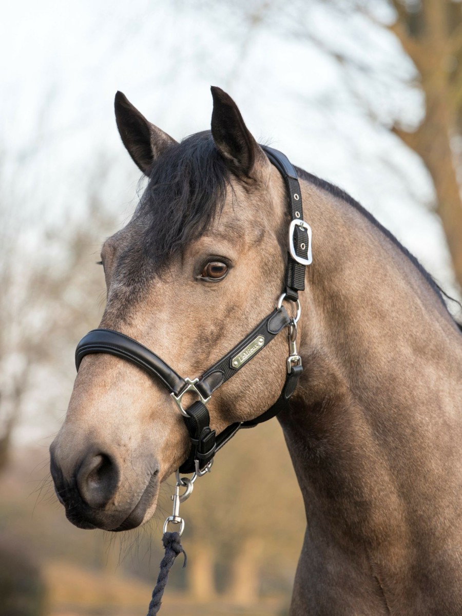 Horse LeMieux Leather Headcollars | Capella Headcollar Black