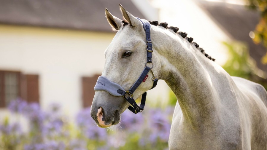 Horse LeMieux Vogue Headcollars | Vogue Headcollar & Leadrope Indigo