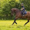 Saddle Pads LeMieux | Dressage Work Pad Navy Large