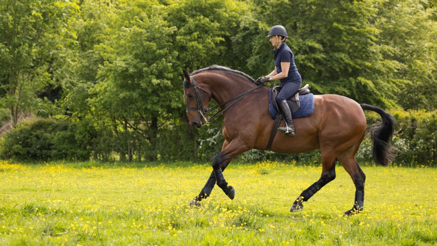 Saddle Pads LeMieux | Dressage Work Pad Navy Large