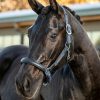 Horse LeMieux Leather Headcollars | Capella Headcollar Jay Blue