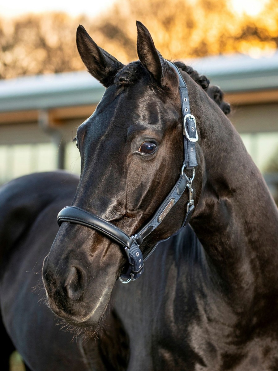 Horse LeMieux Leather Headcollars | Capella Headcollar Jay Blue