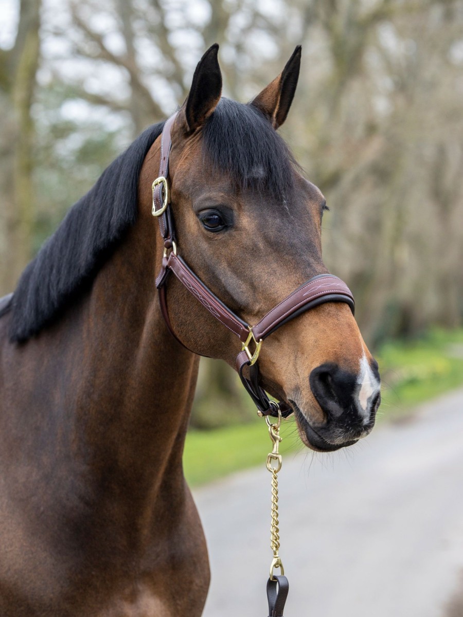 Horse LeMieux Leather Headcollars | Stitched Leather Headcollar Brown