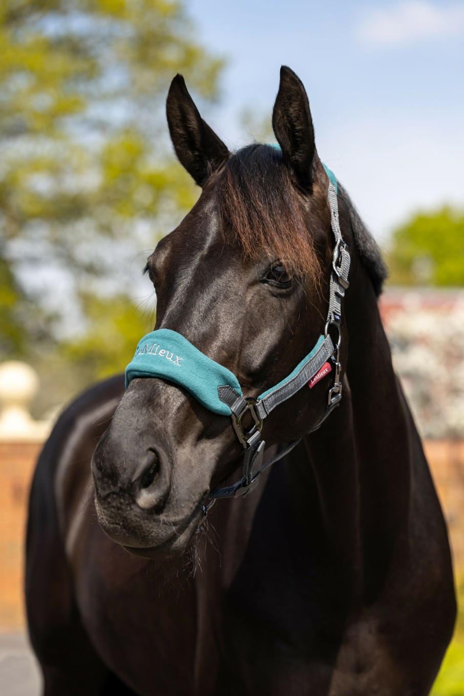 Horse LeMieux Vogue Headcollars | Vogue Headcollar & Leadrope Peacock