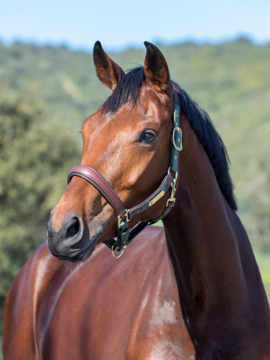 Horse LeMieux Leather Headcollars | Capella Headcollar Moss