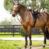 Saddle Pads LeMieux | Merino Loire Classic Gp Square Walnut