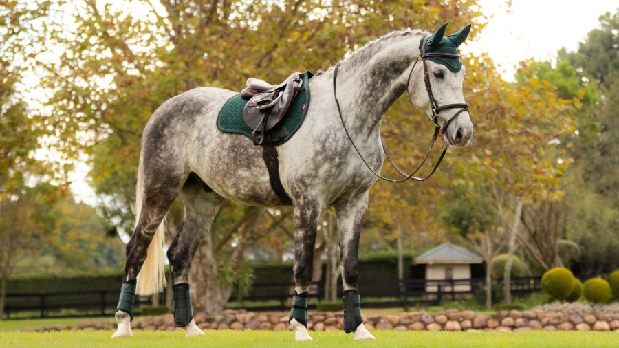 Saddle Pads LeMieux | Suede Gp Square Spruce