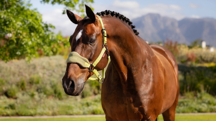 Horse LeMieux Vogue Headcollars | Vogue Headcollar & Leadrope Kiwi