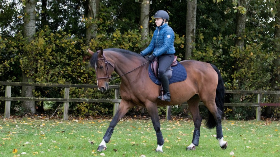 Saddle Pads LeMieux | Cotton Gp Square Navy