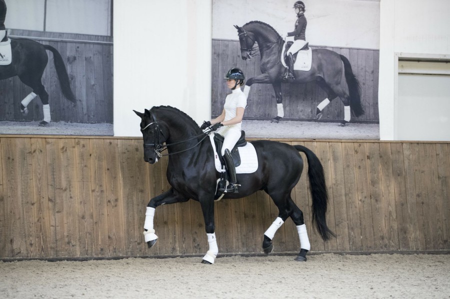 Saddle Pads LeMieux | Loire Classic Dressage Square White