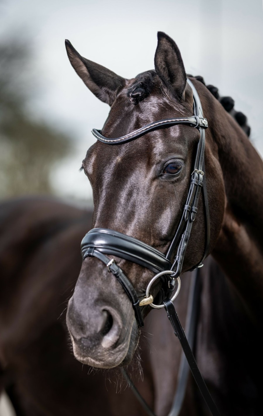 Horse LeMieux Bridles | Kudos Classic Dressage Bridle Black