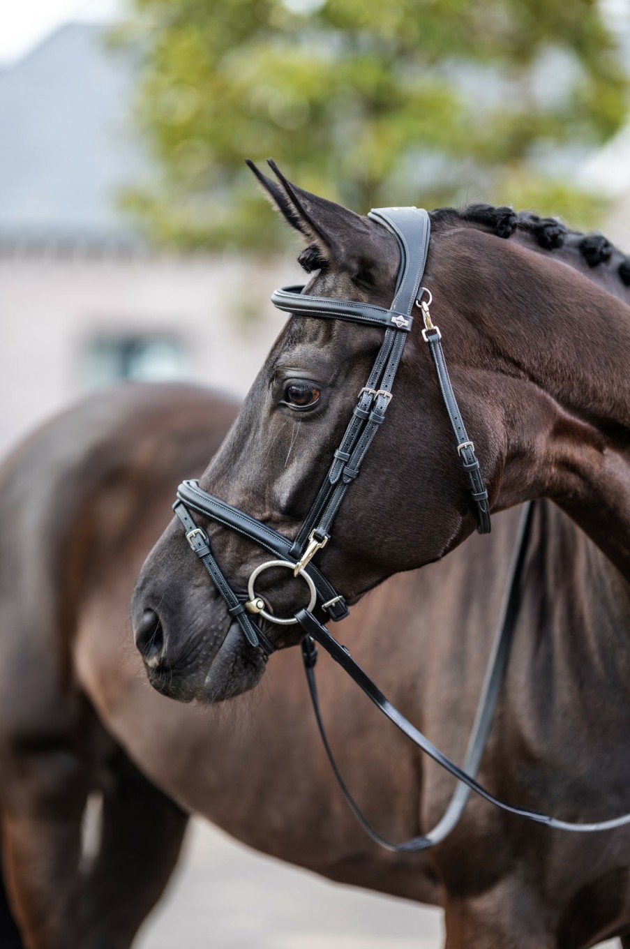 Horse LeMieux Bridles | Kudos Work Bridle Black