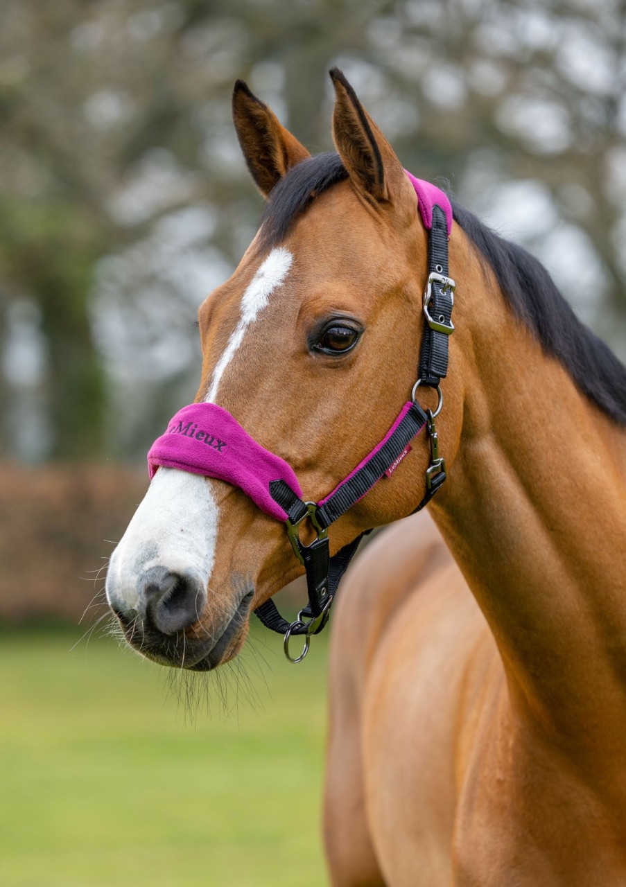 Horse LeMieux Vogue Headcollars | Vogue Headcollar & Leadrope Plum