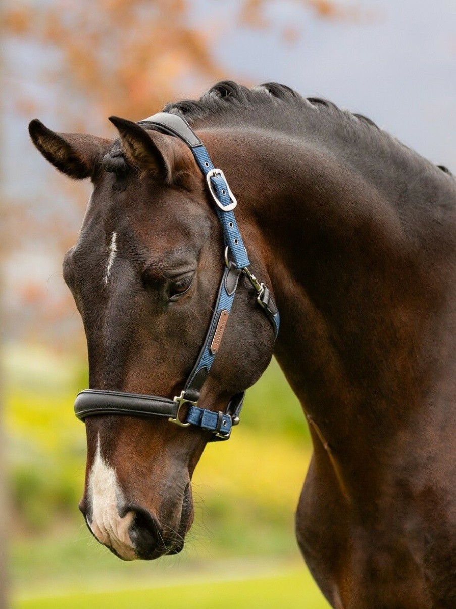 Horse LeMieux Leather Headcollars | Capella Headcollar Atlantic