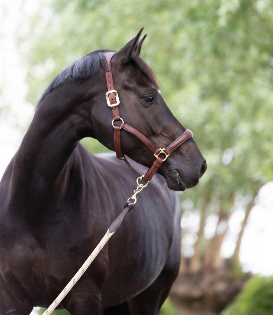 Horse LeMieux Leather Headcollars | Anatomic Headcollar Brown